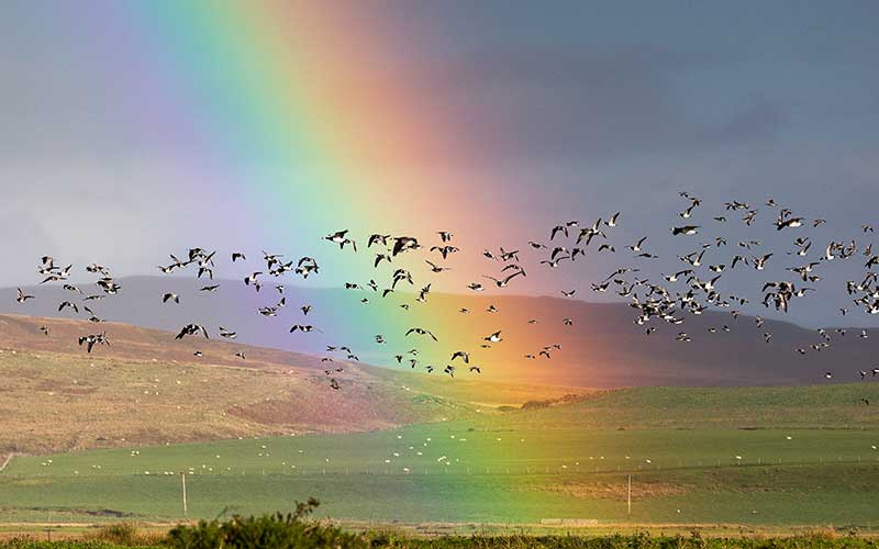 barnacle-geese-rainbow Gannzen en Regenboog
