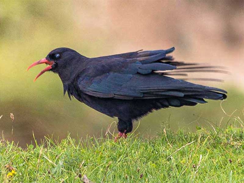 islay-alpenkraai Islay Alpenkraai Chough