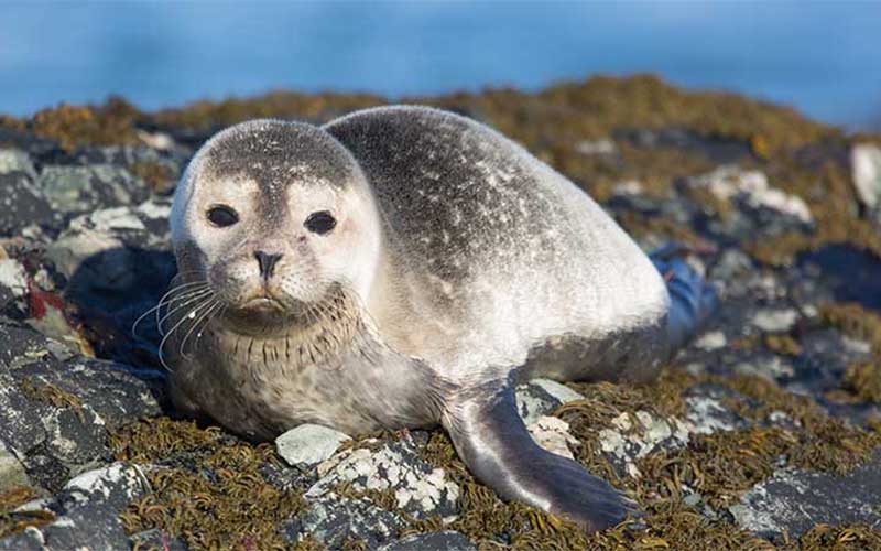 islay-zeehond-pup Islay Zeehond Pup