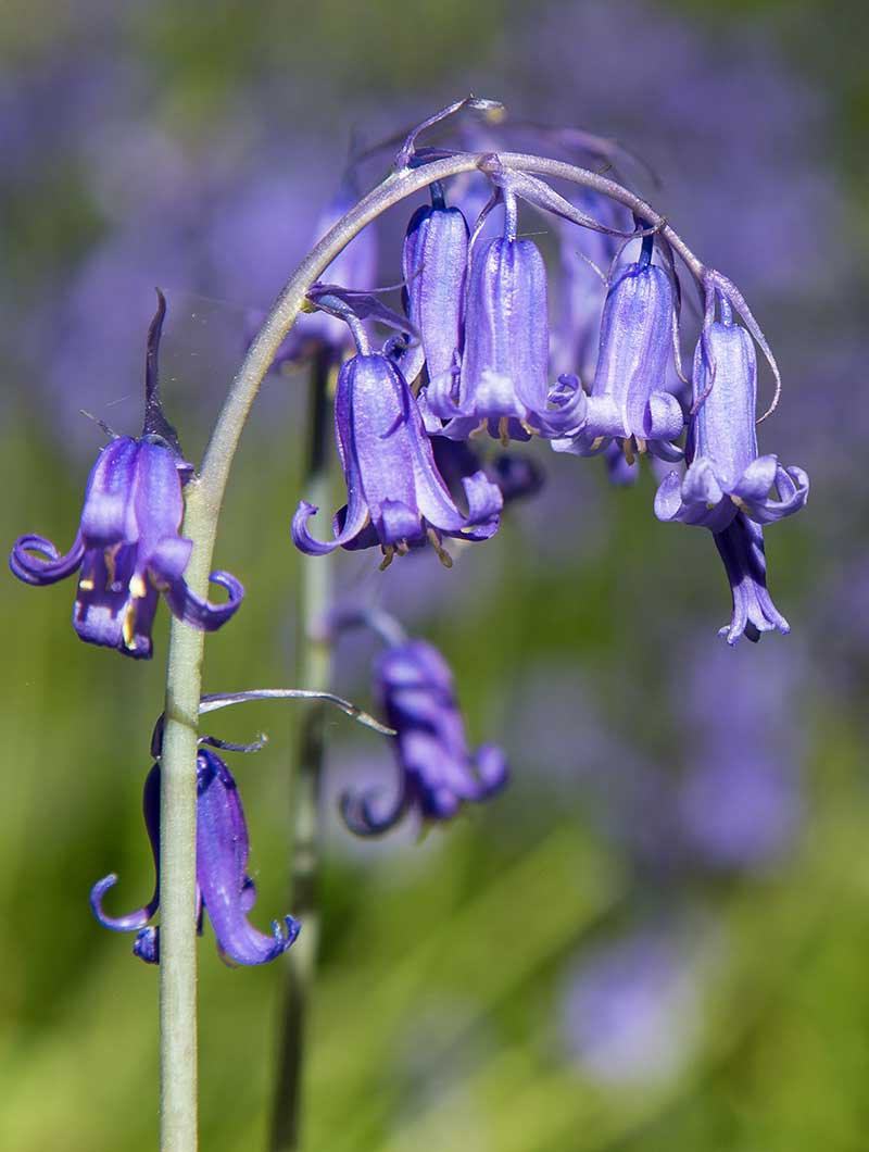 blue-bells-close-up Closeup Bluebells